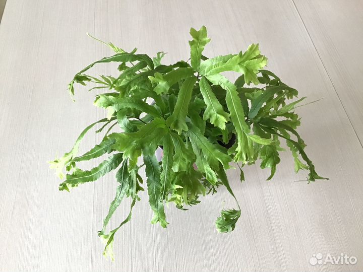 Папоротники Птерисы