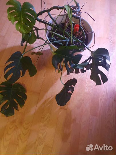 Монстера и другие комнатные растения