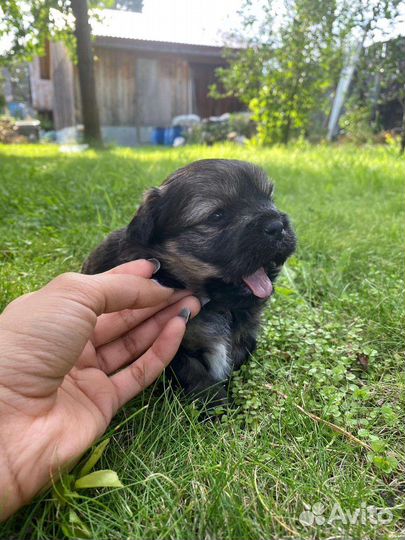 Маленькая собака