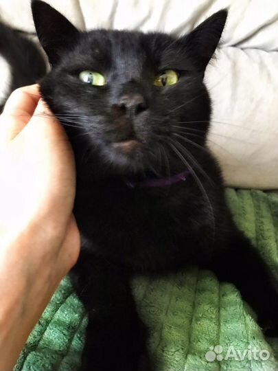 Добрый котик в хорошие руки