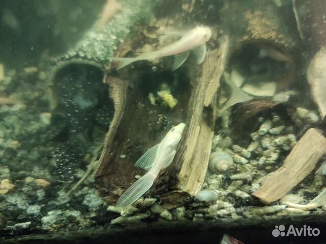 Анциструс вуалевый L-144 производ и молодежь