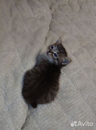 Котёнок