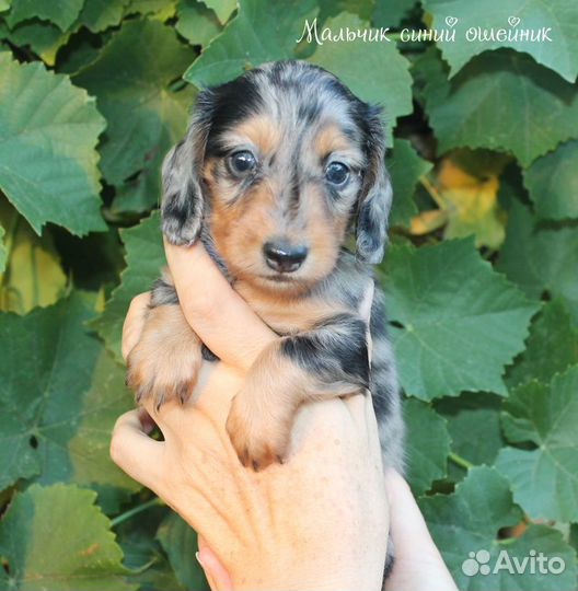 Щенки таксы длинношерстной миниатюрной