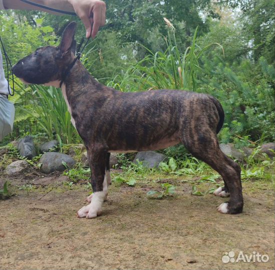 Щенки стандартного бультерьера