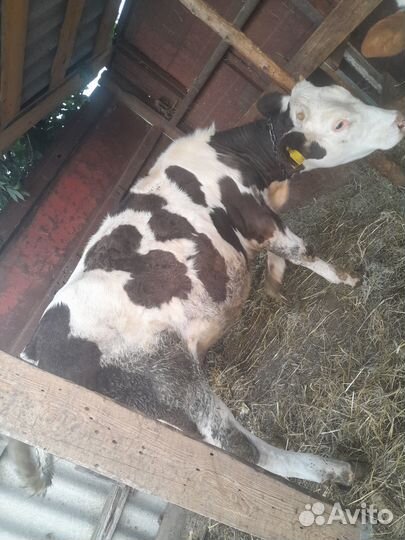 Продаётся тёлка