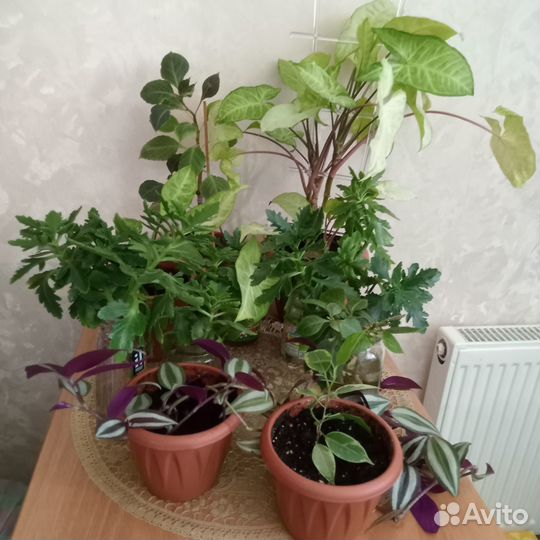 Комнатные цветы