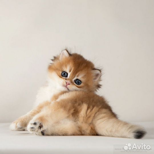 Золотые британские длинношерстные шиншиллы