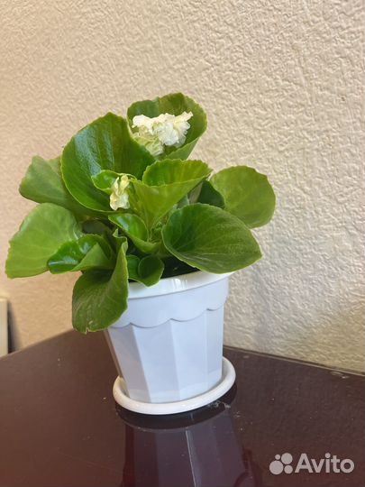 Бегония вечноцветущая белая махровая