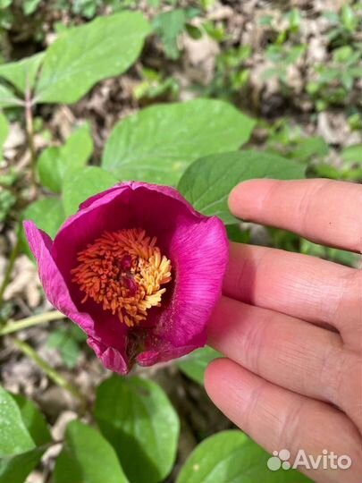 Саженцы и семена лекарственных растений