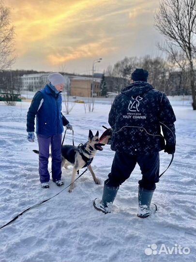 Дрессировка собак, кинолог Москва и мо