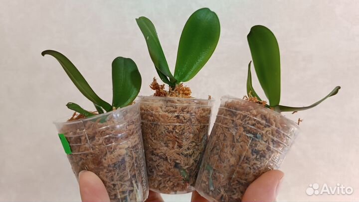 Орхидеи из фласки Дракарис