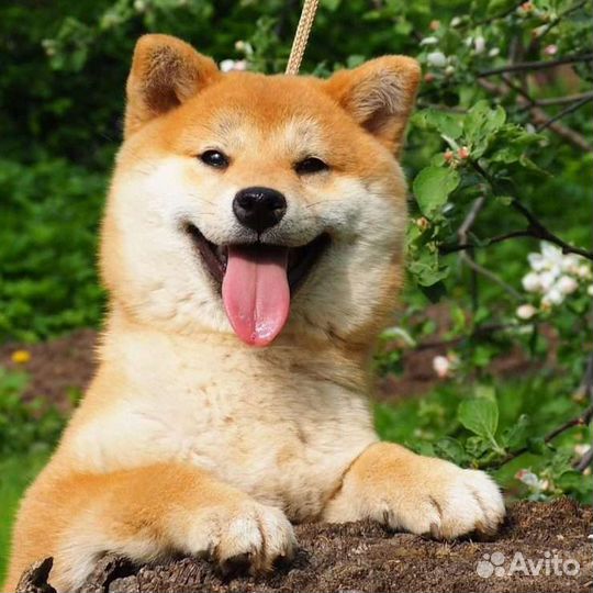 Домашняя гостиница для собак