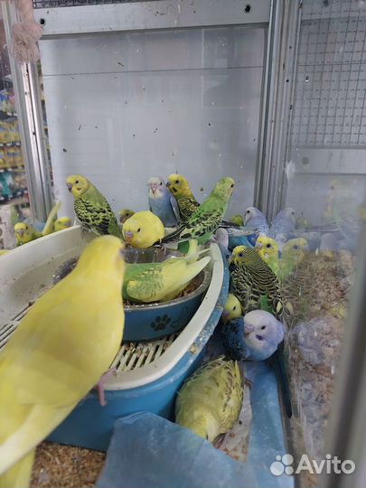 Птенцы волнистый попугай