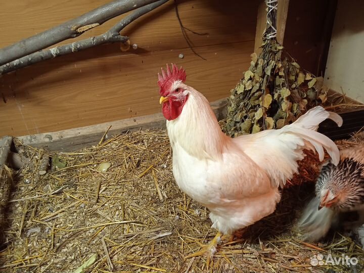 Молодые петушки и курочки типа Брама