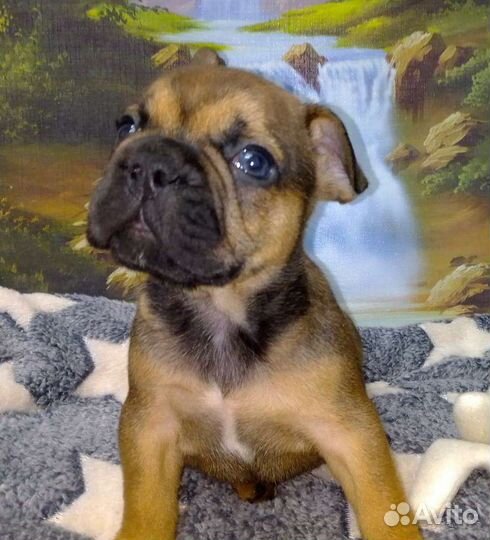 Французский бульдог