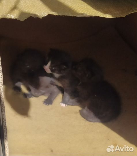 Черные котята