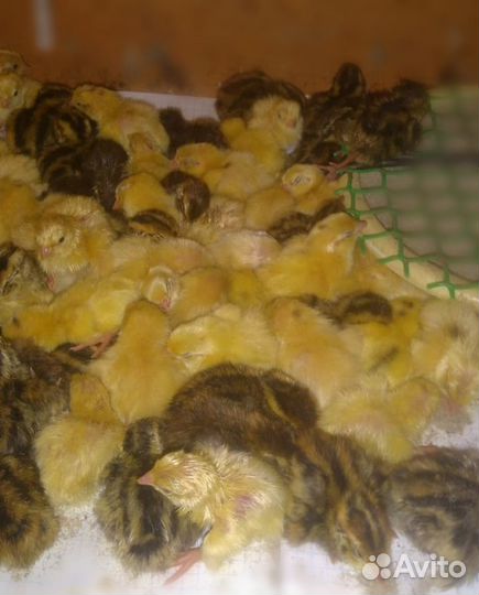 Яйца перепелиные и перепела