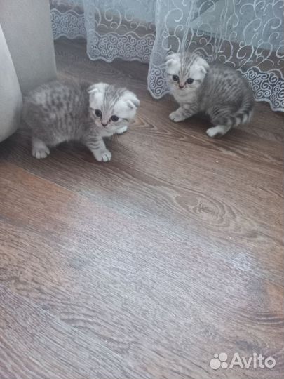 Шотландские