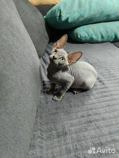 Канадский сфинкс