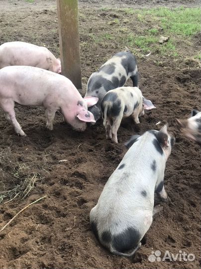 Поросята