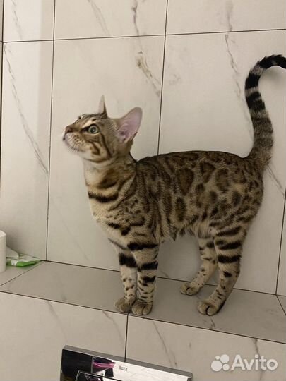 Бенгальская кошка