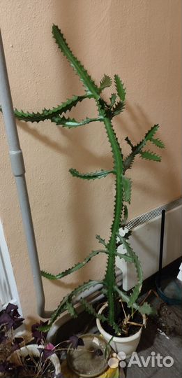 Кактус из Египта