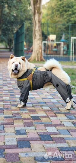 Дождевик для собак