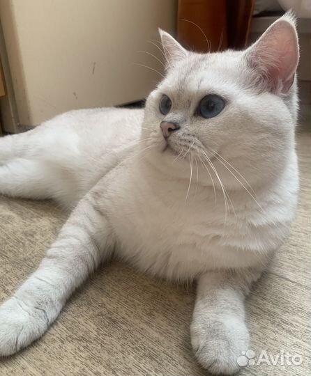 Британский кот