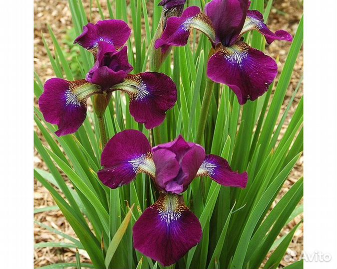 Ирис сибирский Hubbard