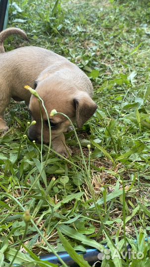 Маленькая собака