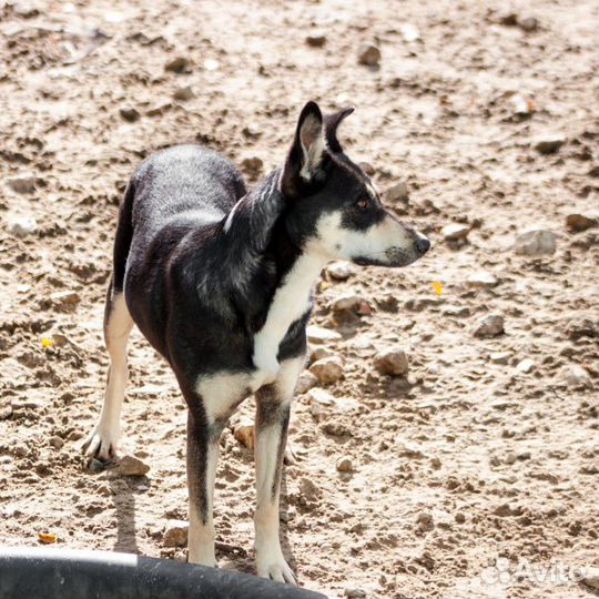Собака Джуна в добрые руки
