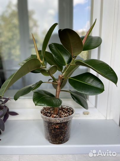 Фикус эластика каучуконосный