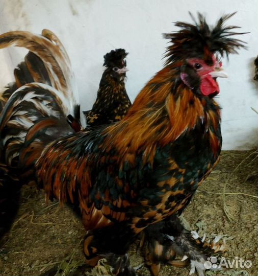 Инкубационное яйцо Павловское золото