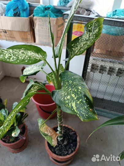 Хлорофитум