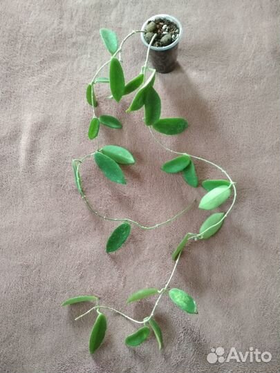 Хойи разные