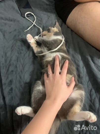 Кошка в добрые руки