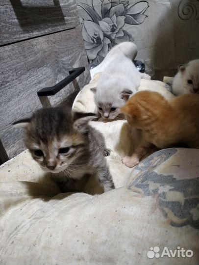 Котята в добрые руки