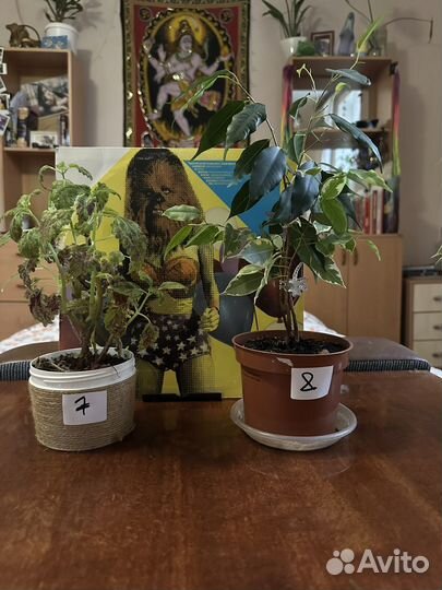 Комнатные растения фикусы/колеусы Другое