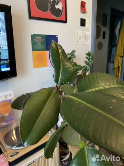 Фикус каучуконосный