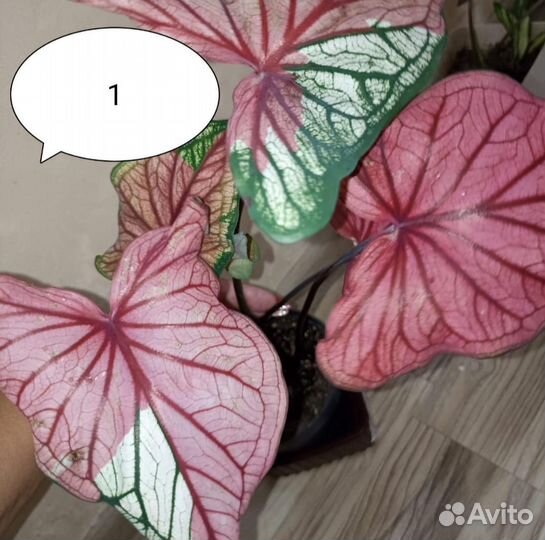 Каладиумы