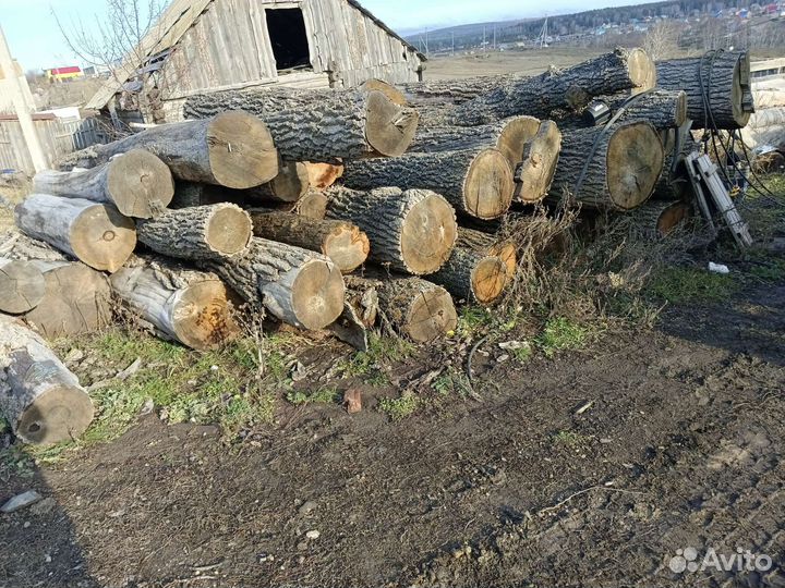 Дуб кругляк