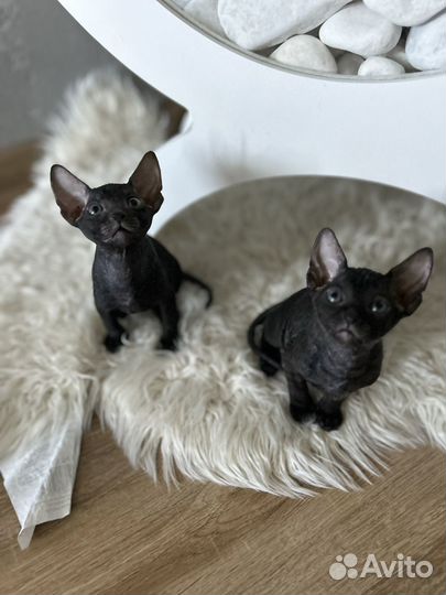 Донской сфинкс котята