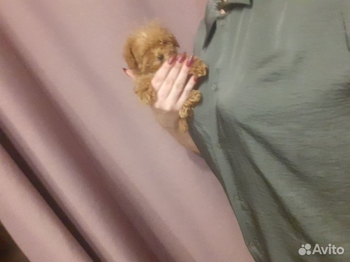 Мальтипу Микро мини ф1 f1 ти-кап пудели той