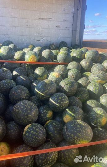 Арбузы