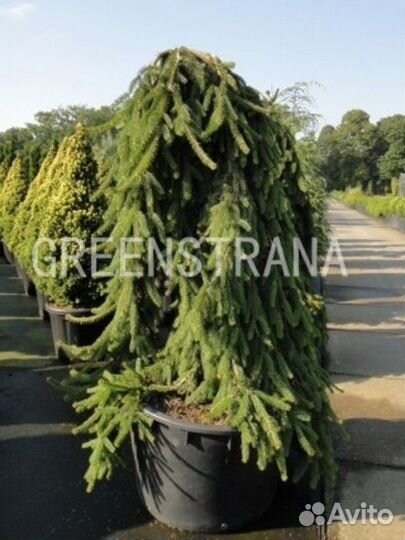 Ель обыкновенная Inversa/250-275 см контейнер 180л