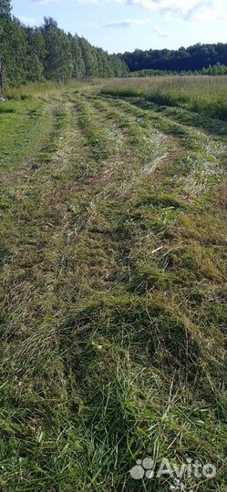 Сено скошенное на подстилку