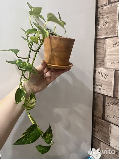 Сциндапсус