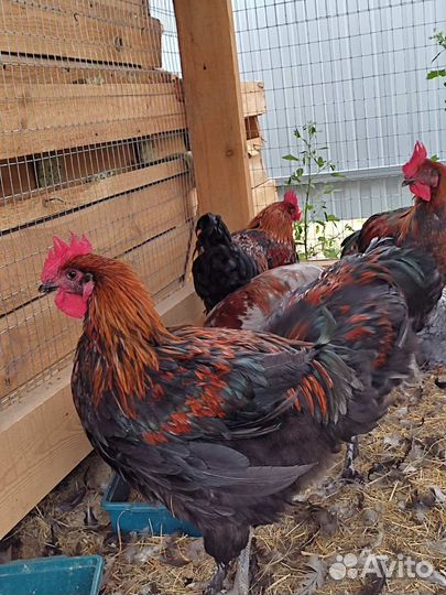 Петух маран