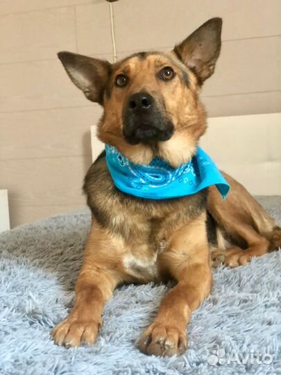 Собака мальчик Джек 1 годик