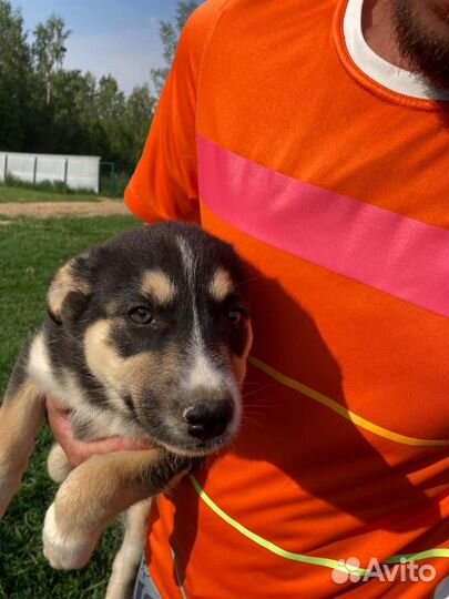 Щенок девочка приютская ищет дом, в добрые руки